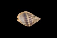 藏品(織紋螺)的圖片